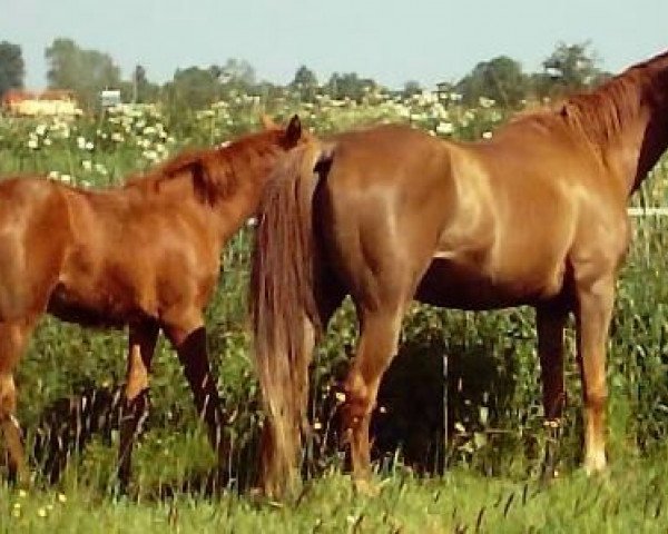 broodmare Malih ox (Arabian purebred, 1988, from Dhaly ox)