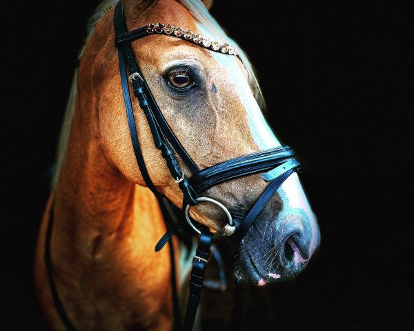 dressage horse Crocodile Dundee (German Riding Pony, 2005, from Cassini)