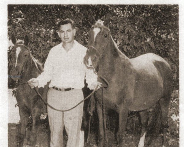 broodmare Korinth ox (Arabian purebred, 1941, from Sunshine ox)