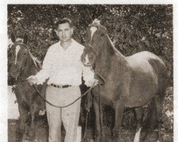 broodmare Korinth ox (Arabian purebred, 1941, from Sunshine ox)