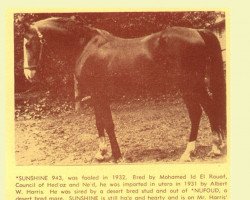stallion Sunshine ox (Arabian purebred, 1932)
