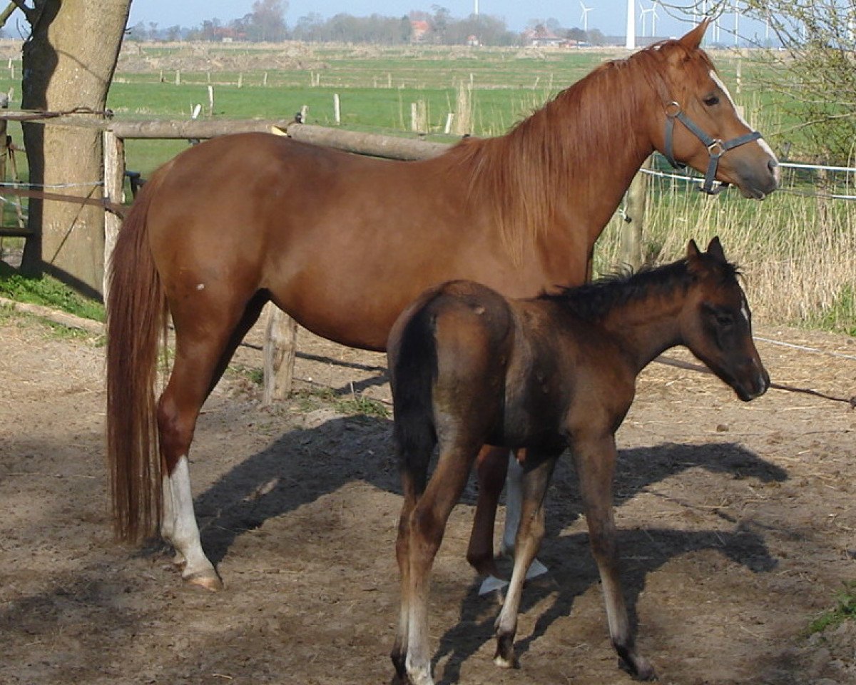 broodmare SK Malisah ox (Arabian purebred, 2005, from Masahib ox)