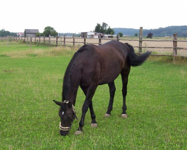 horse Donna (Czech Warmblood, ) horse Donna (Czech Warmblood, )