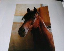 stallion El Hilal 1970 EAO ox (Arabian purebred, 1970, from Nader EAO)