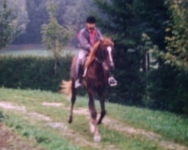 horse Helios-Ibn-Haram ox (Arabian purebred, 1990, from Haram Ibn Halima ox)
