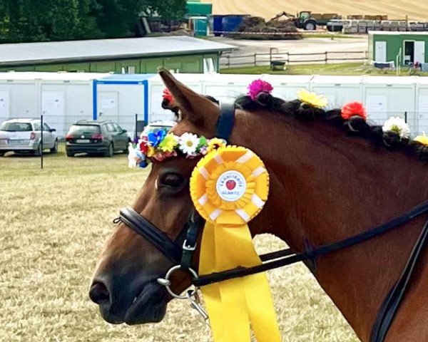 Dressurpferd Summer (Belgisches Reitpony, 2005)