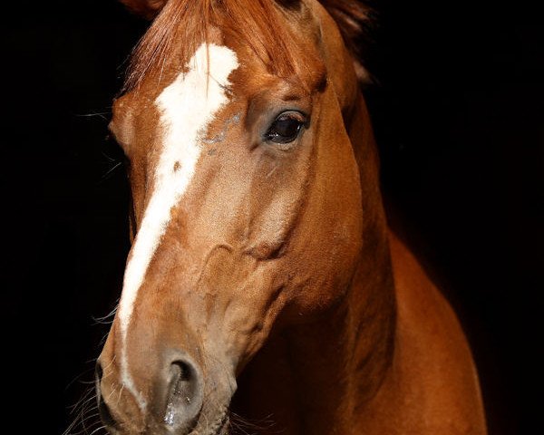 dressage horse Pünktchen (Westphalian, 1998, from Pik Labionics)