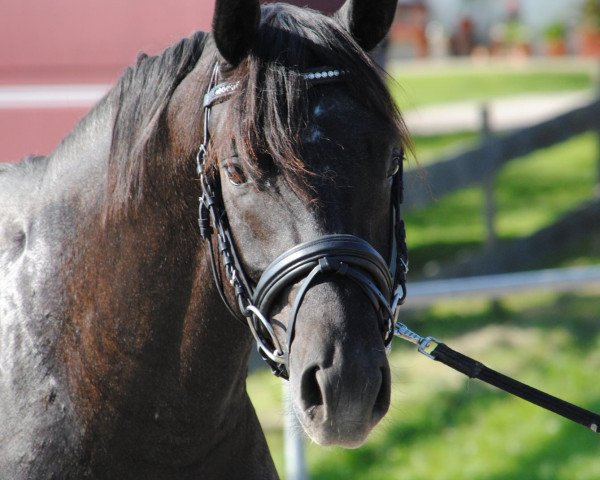 stallion Samarino H (Oldenburg, 2008, from Sandro Hit)