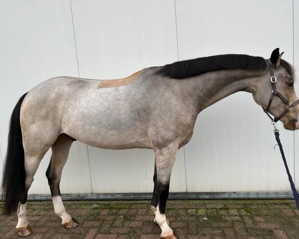 Pferd Infinity Diamond (Nederlands Welsh Ridepony, 2018, von Jonkers' Jayden)