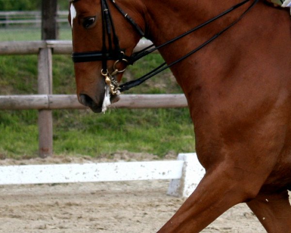 Dressurpferd Beltino (Westfale, 2003, von Beltain)