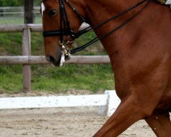 dressage horse Beltino (Westphalian, 2003, from Beltain)
