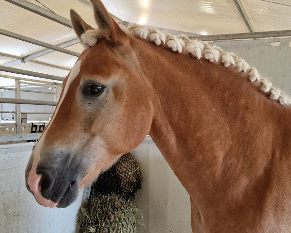 dressage horse Abalon (Haflinger, 2015, from Adonis)