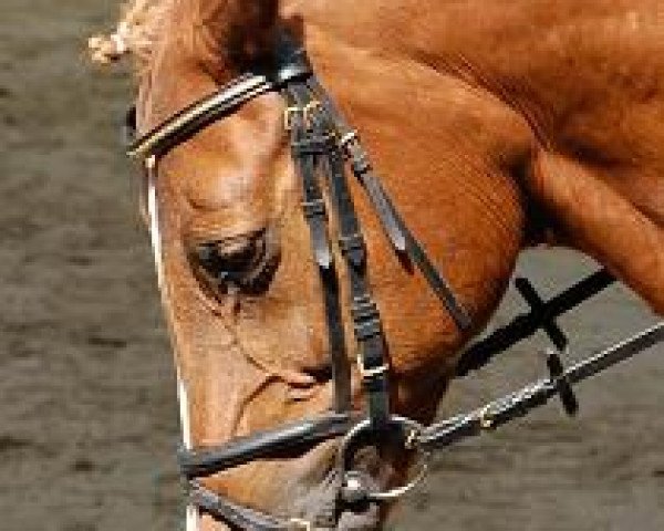 broodmare Leonore (Westphalian, 1988, from Leonardo)
