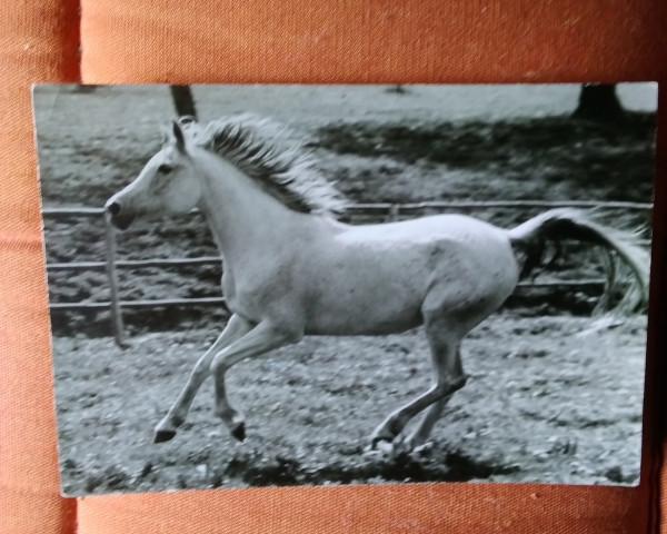 broodmare Halima 1963 ox (Arabian purebred, 1963, from Shahid RAS)
