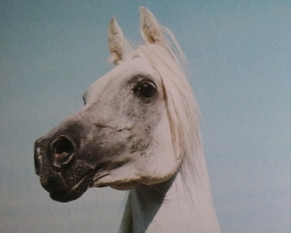 broodmare Hodah ox (Arabian purebred, 1982, from El Hilal 1970 EAO ox)