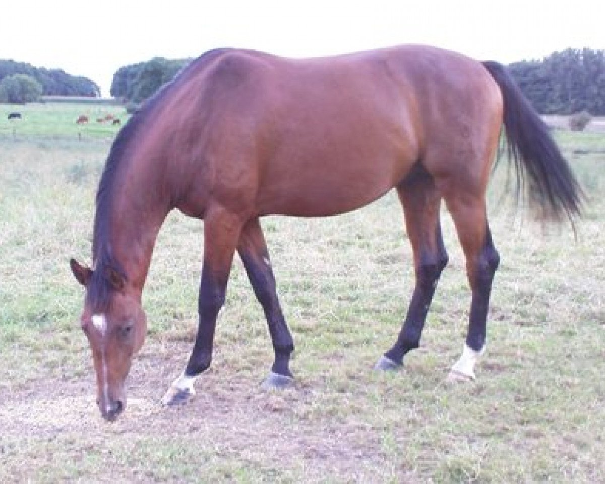 horse Sant'di Rossi (Westphalian, 2006, from Stedinger)