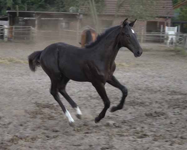 horse Clou de Tequila (Westphalian, 2022, from Cornet de Semilly)
