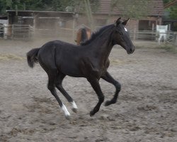 horse Clou de Tequila (Westphalian, 2022, from Cornet de Semilly)