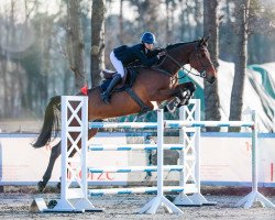 Springpferd Nanu Nana E (Belgisches Warmblut, 2010, von Nabab de Rêve)