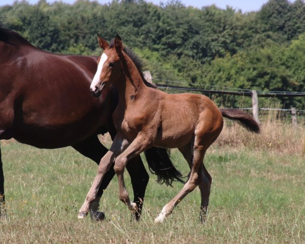 horse Toffi Fee (Trakehner, 2022, from High Motion 2)