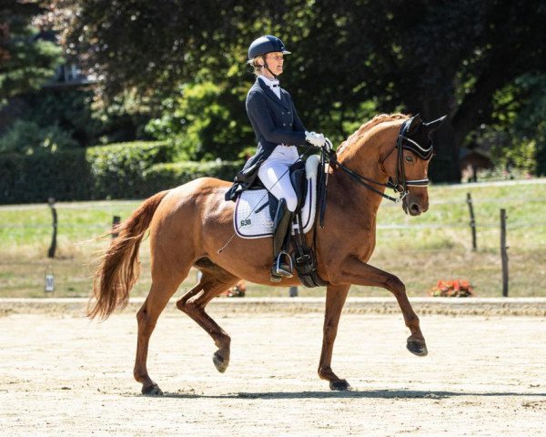 Dressurpferd Sunlife (Westfale, 2009, von Schumacher)