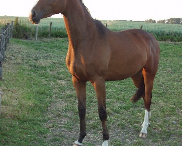 jumper Rihana (Westphalian, 2004, from Royaldik)