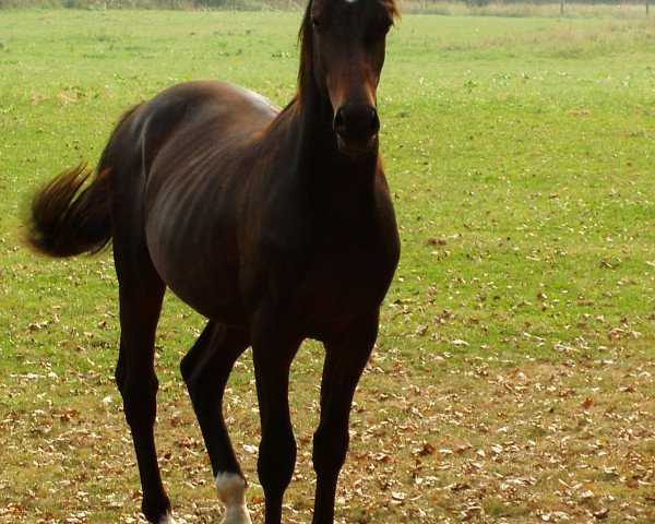 dressage horse Paul (Westphalian, 2004, from Praktiker)
