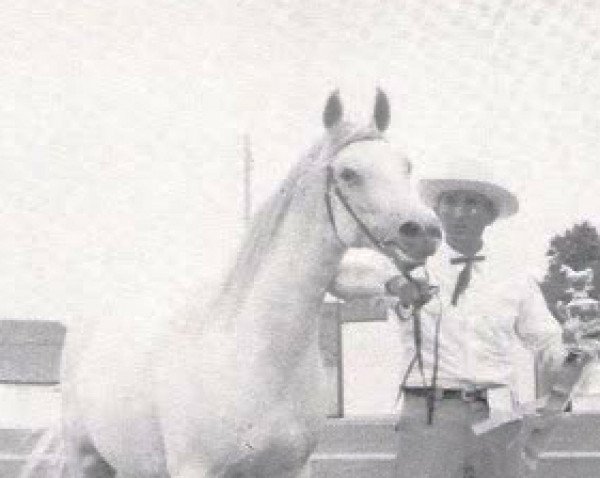broodmare Ylla ox (Arabian purebred, 1948, from Raffles ox)