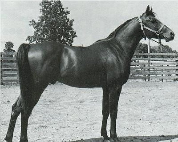 stallion Garene ox (Arabian purebred, 1957, from Garaff ox) stallion Garene ox (Arabian purebred, 1957, from Garaff ox)