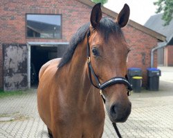 dressage horse Simply The Best 41 (Westphalian, 2016, from Sir Heinrich OLD)
