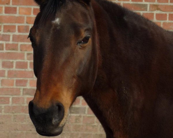 broodmare Gamm's Daydream (Rhinelander, 1995, from Dream of Heidelberg I)