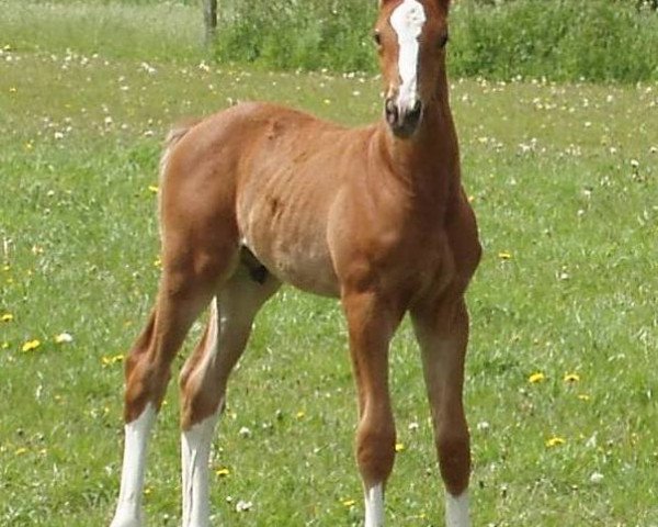 horse Leon (Westphalian, 2005, from Now Or Never M)