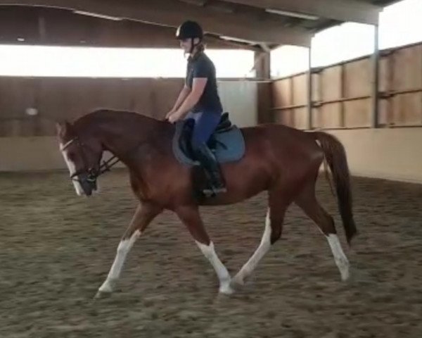 Pferd Different Colours (Holsteiner, 2016, von Dinken)