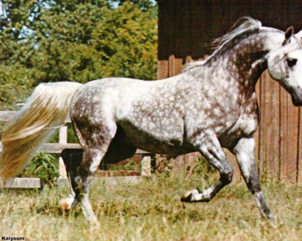 stallion Kaiyoum ox (Arabian purebred, 1970, from Khemosabi ox)