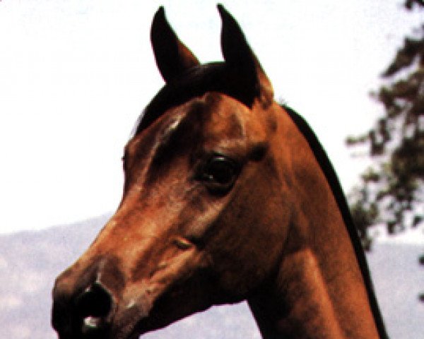 broodmare Aleksja ox (Arabian purebred, 1969, from Exelsjor ox)