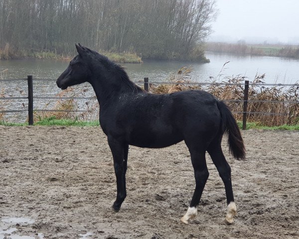 broodmare Shakyrah's Design (German Riding Pony, 2021, from Designed in Black AT)