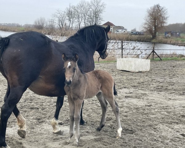 Zuchtstute Championess de Shakyrah (Deutsches Reitpony, 2023, von FS Champion de Luxe)