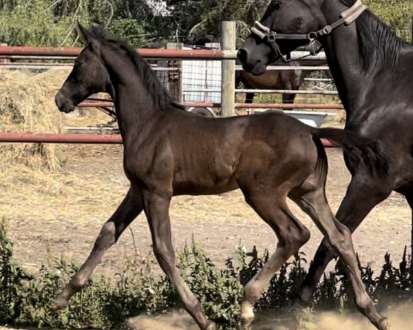 Pferd Jovin (Oldenburger, 2022, von Jovian)