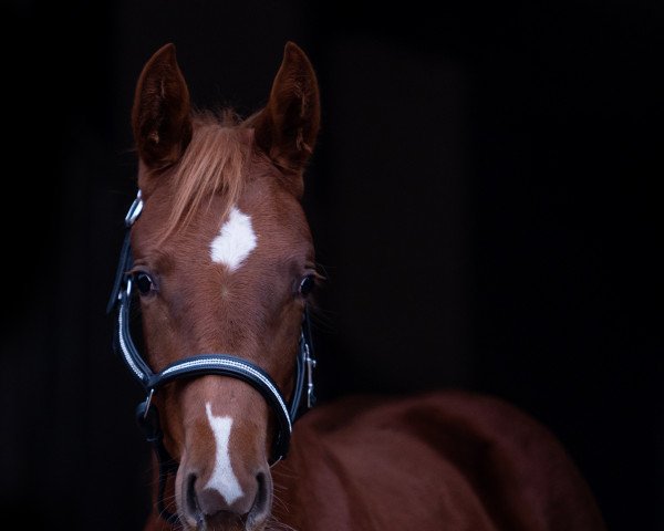horse Montanna (Hanoverian, 2022, from Monte Bellini)