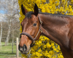 dressage horse Siri's Surprice (German Sport Horse, 2013, from Stabilo)