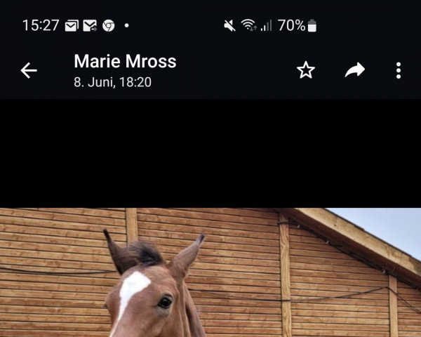 horse Hengst von Comme il faut / Calato (Holsteiner, 2022, from Comme il Faut)