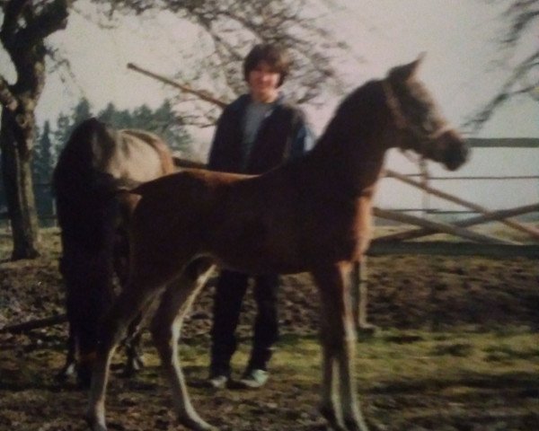 horse Haady Hafid Halima ox (Arabian purebred, 1987, from Haram Ibn Halima ox)