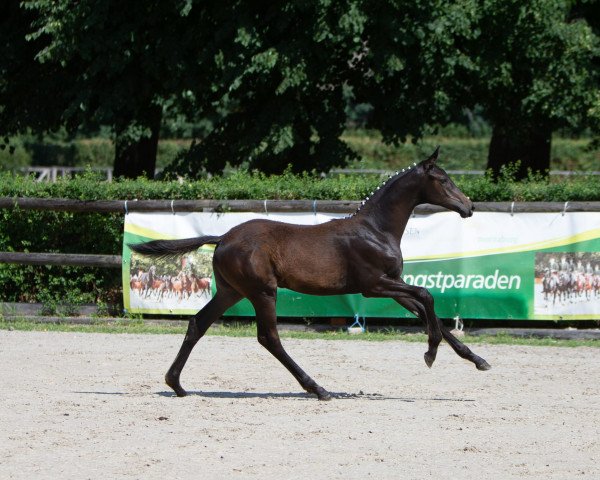 horse Glücksfee (Trakehner, 2022, from Kronberg)