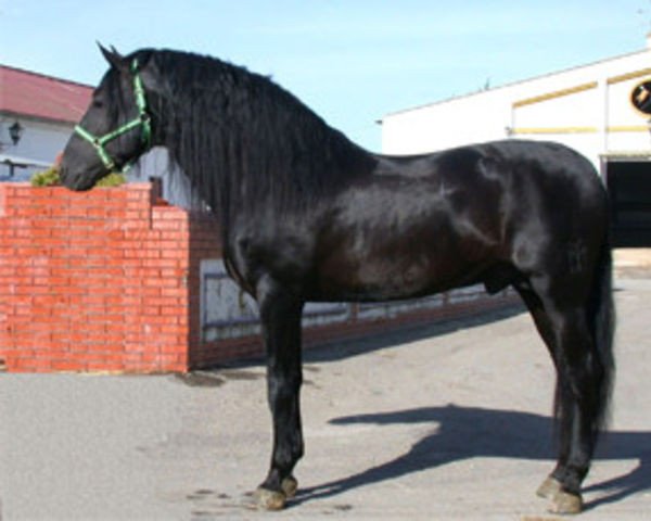Deckhengst Obcecado (Pura Raza Espanola (PRE), 1994, von Bizarro XIV)