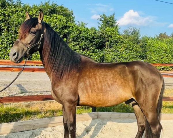 Pferd Farruco CLXIV (Pura Raza Espanola (PRE), 2016, von Gastador JL) Pferd Farruco CLXIV (Pura Raza Espanola (PRE), 2016, von Gastador JL)