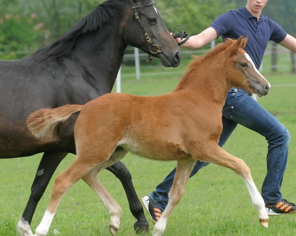 horse Hilkens Spice Girl (German Riding Pony, 2014, from Cartier de Deluxe)
