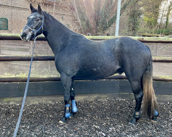 horse Visconti Royal HG (Hanoverian, 2019, from Viscount 22)