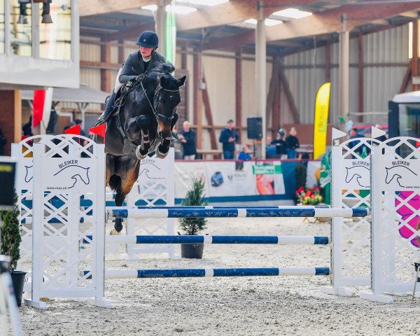 jumper Con Cora F CH (Swiss Warmblood, 2017, from Chacco Chacco)