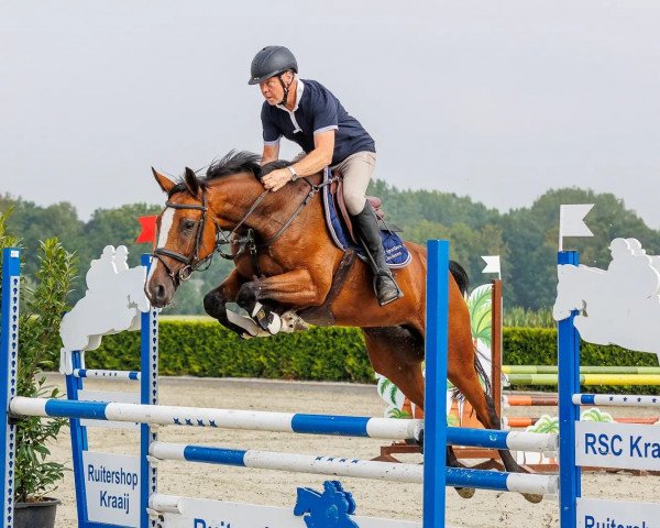 horse Summer (Oldenburg, 2017, from Quasimodo vd Molendreef)