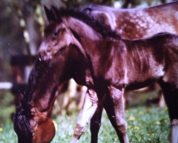 stallion Hilal El Shedahn ox (Arabian purebred, 1989, from Haram Ibn Halima ox)